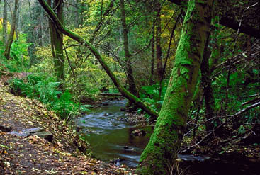 fairy glen