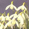 snowdrop
