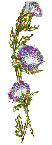 thistle