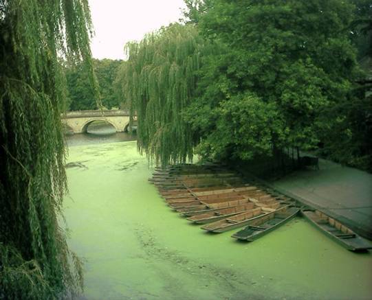 742px-River_Cam_green.JPG