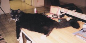 Whiskers takes over the desk