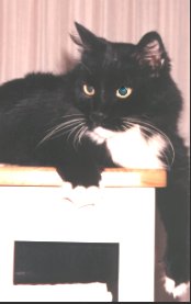 Whiskers on the edge