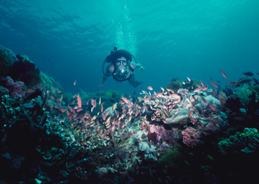 diver_01.jpg (55422 Ӧ줸)