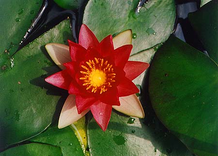 lily2.jpg (27228 �Ӧ줸��)