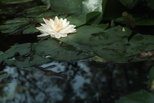 water_lily.jpg (68061 �Ӧ줸��)