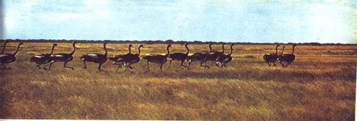 ALTO LIMPOPO, PARASO DOS ANIMAIS SELVAGENS