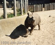 Rhino Coming Closer...