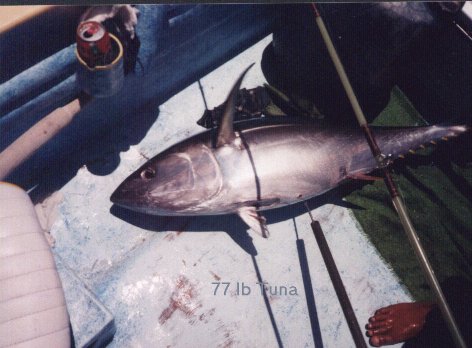 About 3 hours later 77lbs of tuna in the panga