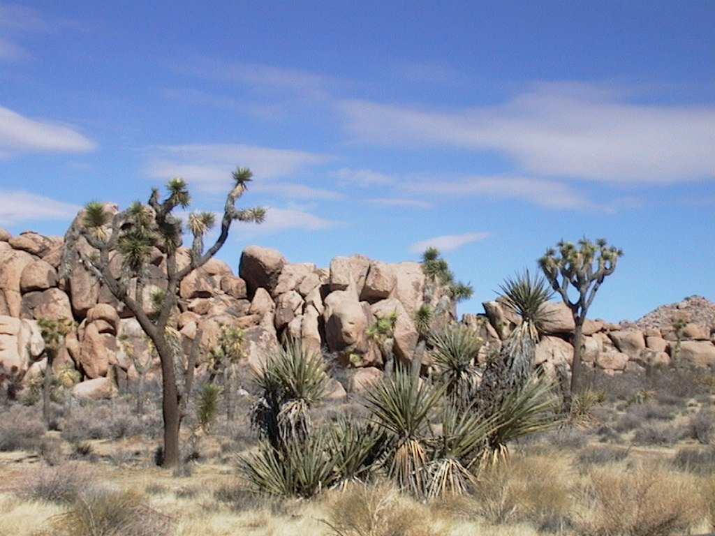 Joshua Tree National Park