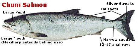 Chum