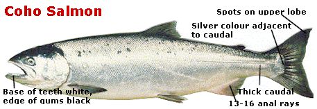 Coho