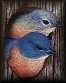 bluebirds