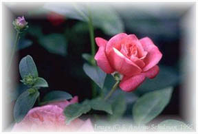 rose