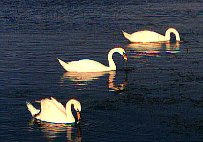 swans