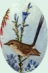 tiny brown bird