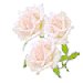 White Roses
