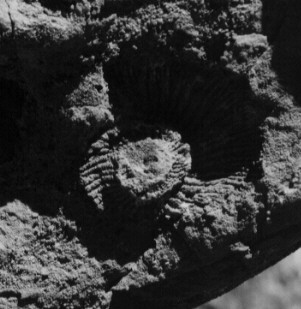 Sea fossils in the Andes