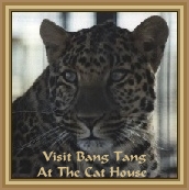 Click Here To Visit The Cat House