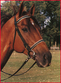horsehead
