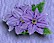 Purple flowers