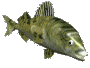 animated 
fish