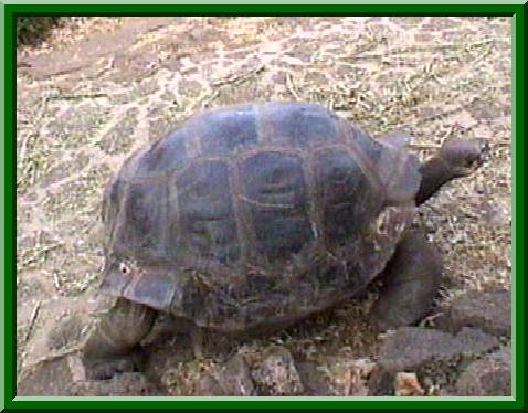 tortoise
photo