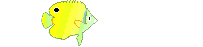 yellow fish