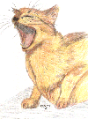 cat six