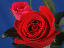 flower2