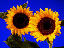 flower3