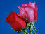 flower4