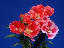 flower5