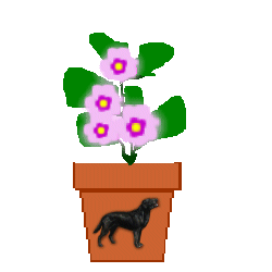 The Site Fights Spirit Flowers