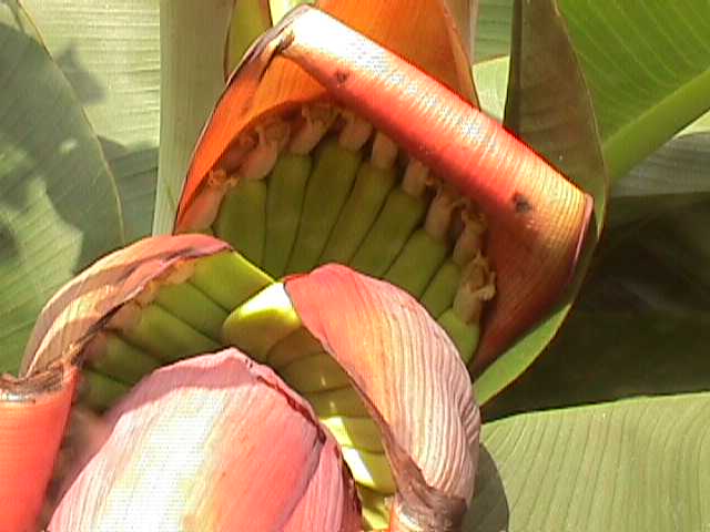 Our bananas