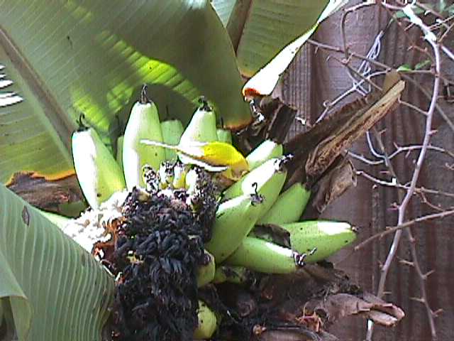 Our bananas