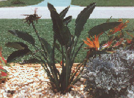 Bird of Paradise