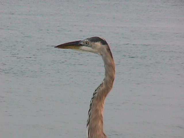 A bird we saw - close up