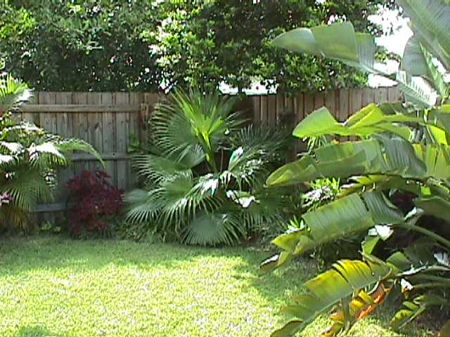 Another view of the back yard