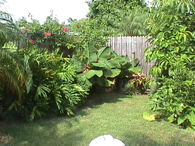 A View of the back yard