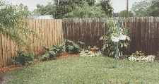 View #2 of the back yard