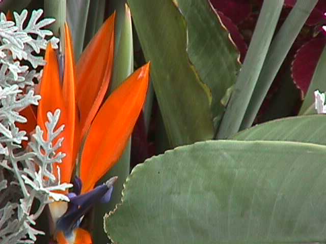 Bird of Paaradise
