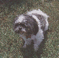 Picture of Charlie Chan