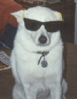 Czar looking cool