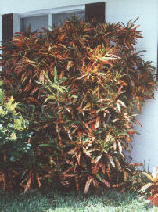 Croton