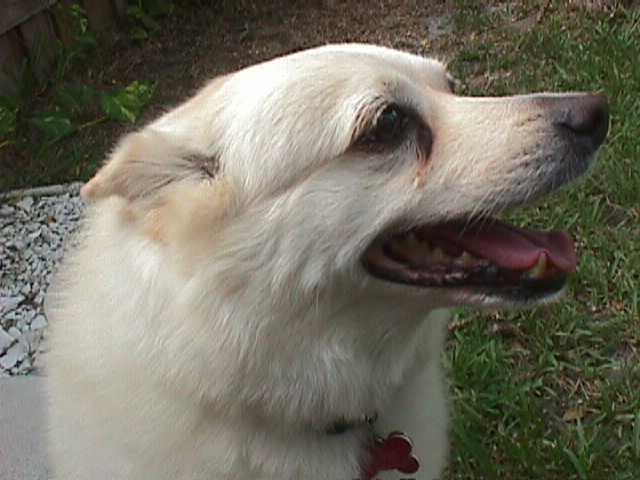 The WONDER DOG!