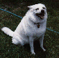 Picture of Czar