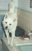 Czar on the bathroom counter