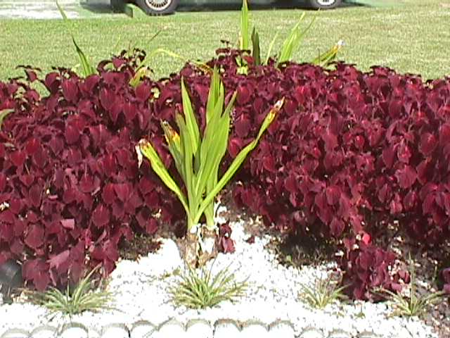 The new front flower bed - another view