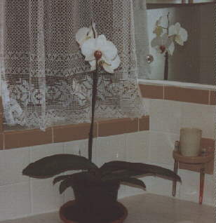 My 2nd Orchid - A Phalaenopsis