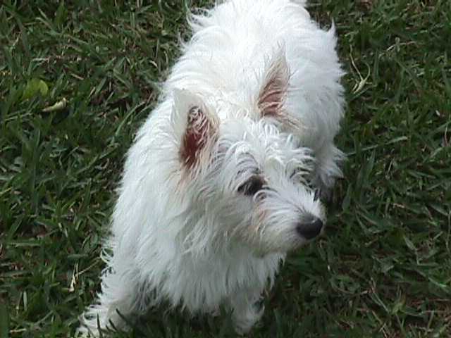 Picture of Riley